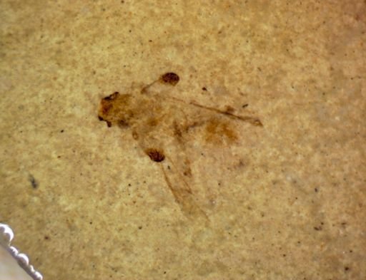 undet. Insecta