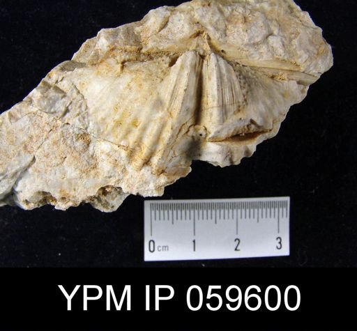 Spirifer hemicyclus