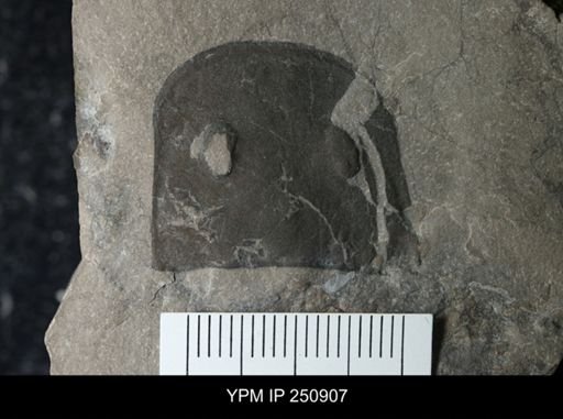 Eurypterus sp.