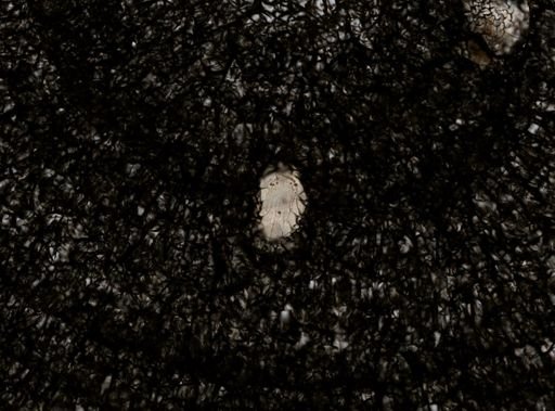 Stylochus ellipticus