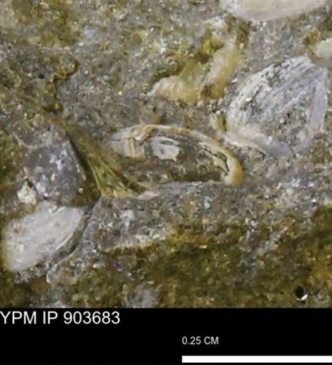 undet. Bivalvia