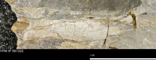 Baculites sp.