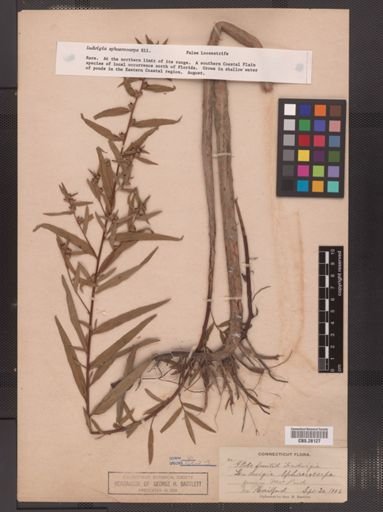 Ludwigia sphaerocarpa