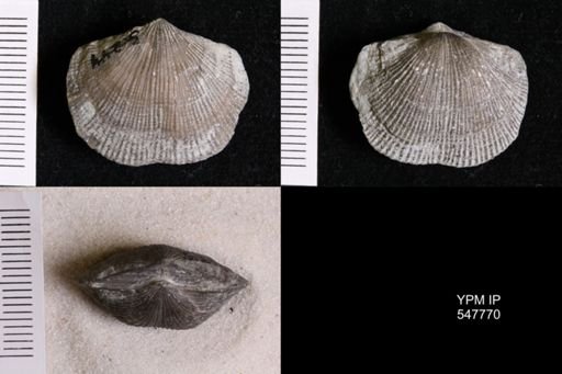 Glyptorthis insculpta