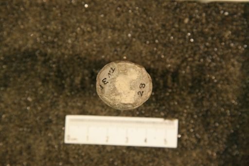 Dawsonoceras americanum