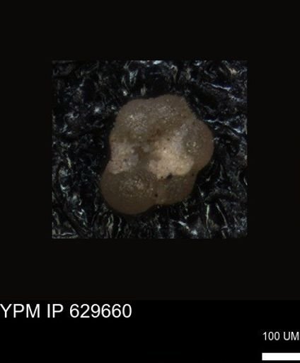 undet. Foraminiferida