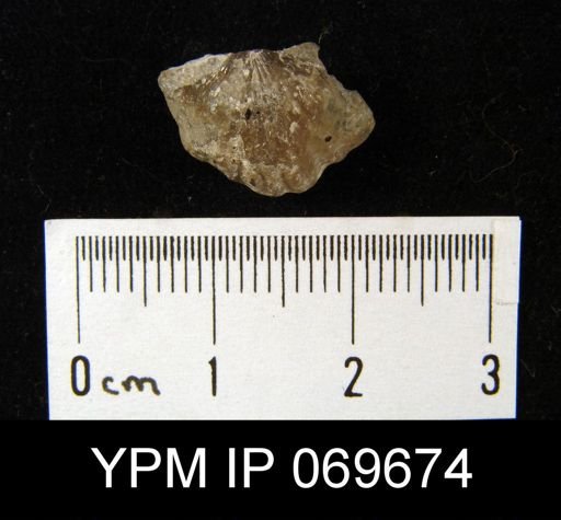 Rhynchotrema perlamellosum