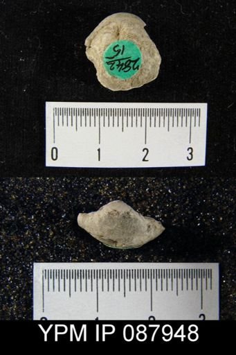 Dictyonella gibbosa