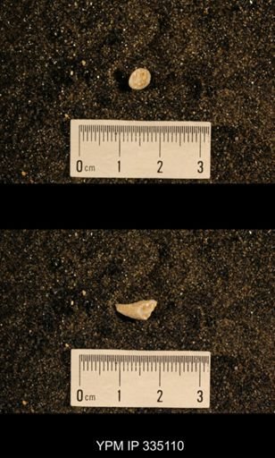 Lophophyllum profundum