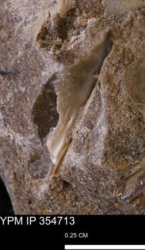 Pseudoptera subtortuosa