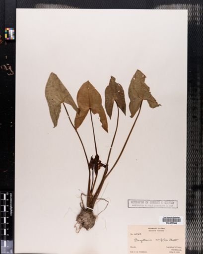 Sagittaria cuneata