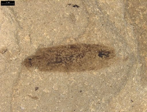 Insecta