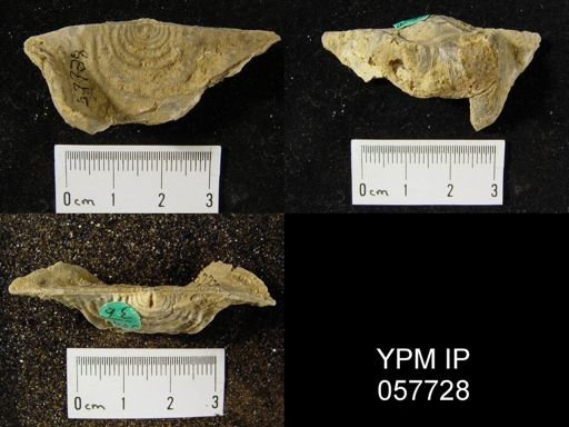 Leptaena rhomboidalis