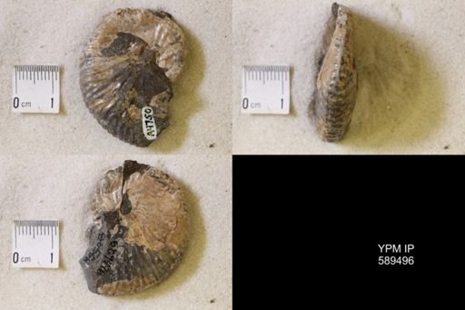 undet. Scaphitidae
