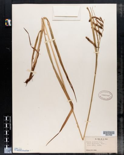 Carex crinita