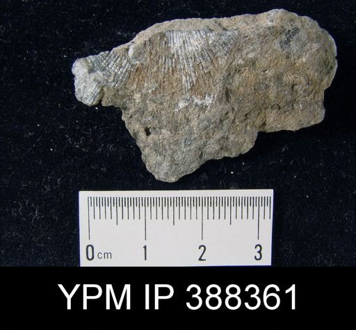 Derbya crassa