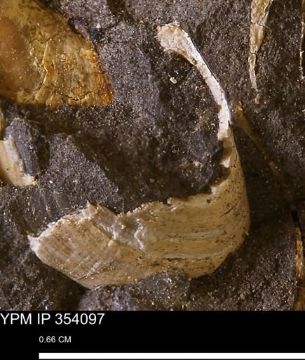 Limopsis striatopunctatus