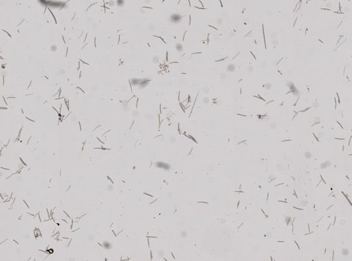 Haliclona