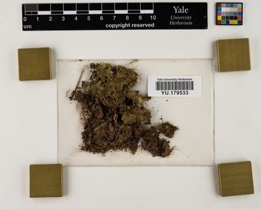 Plantae