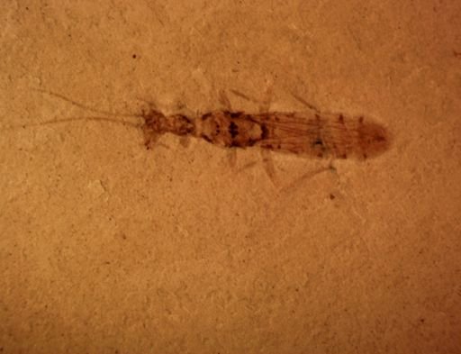 undet. Mantodea