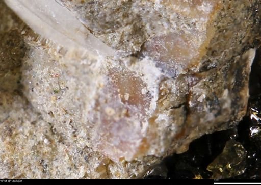 undet. Bivalvia