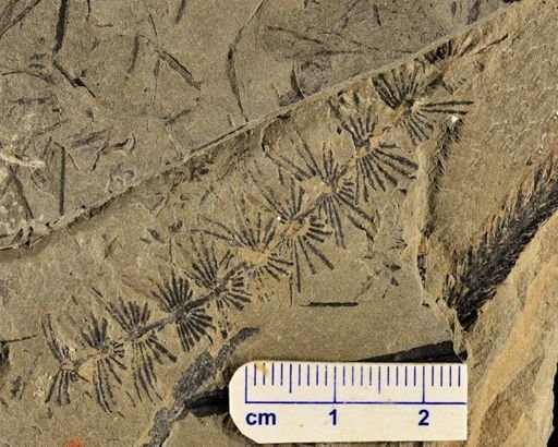 Asterophyllites sp.