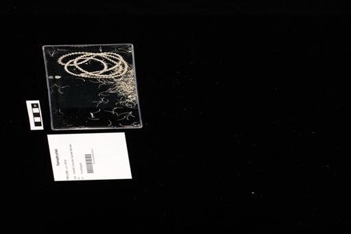 Thamnophis sirtalis