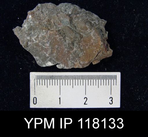 Brachyprion gilpeni