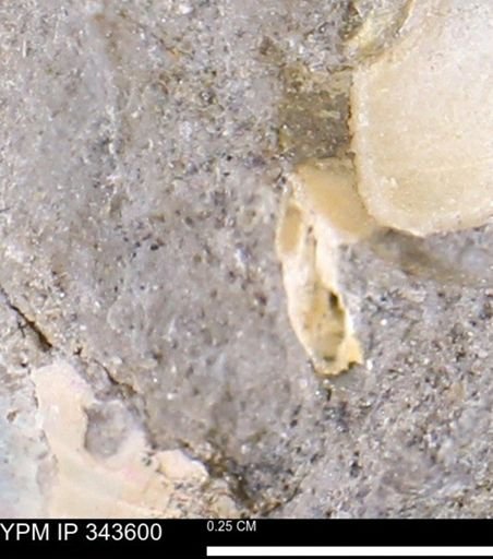 undet. Bivalvia