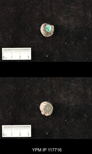 undet. Gastropoda
