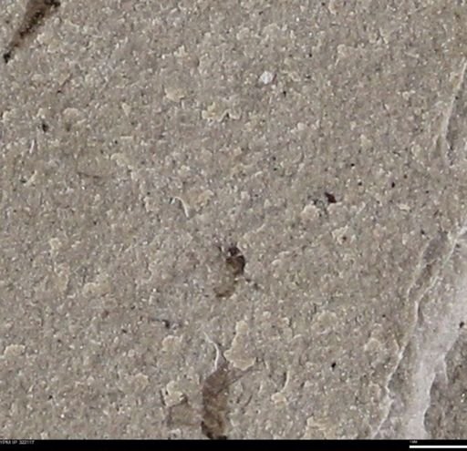 undet. Insecta