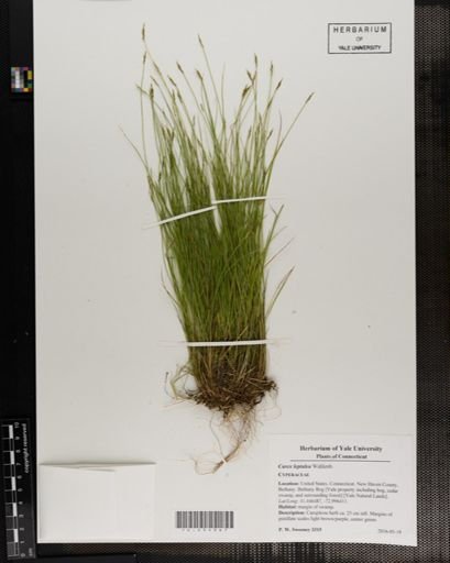 Carex leptalea