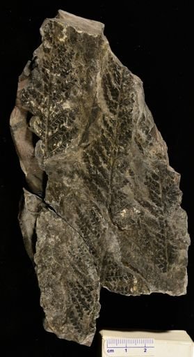 Pecopteris sp.