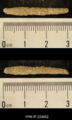 Archaeocidaris sp.