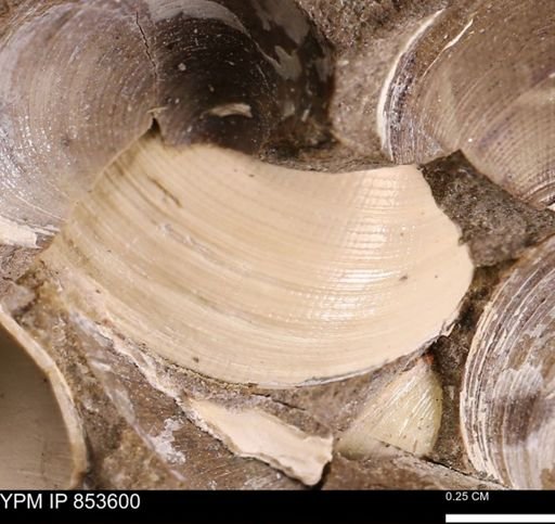 Limopsis striatopunctatus