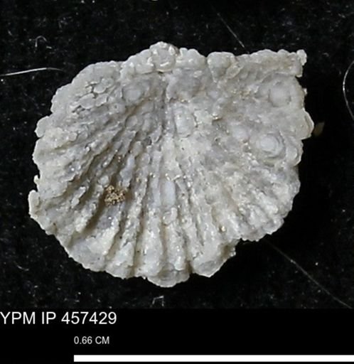 Stropheodonta sp.