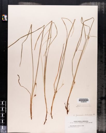 Carex jamesii