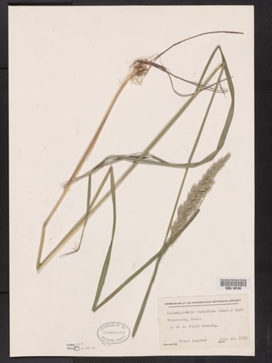 Calamagrostis cinnoides