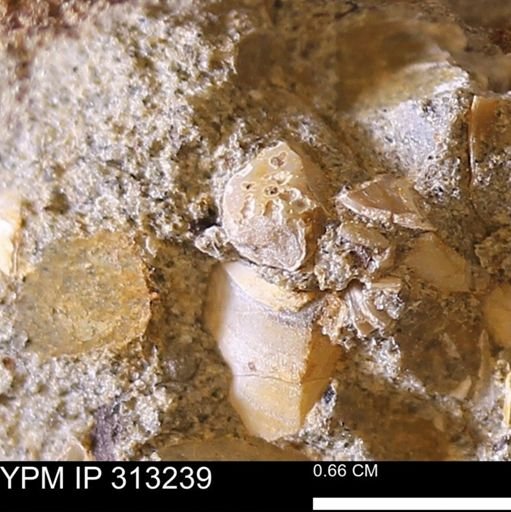Corbicula sp.