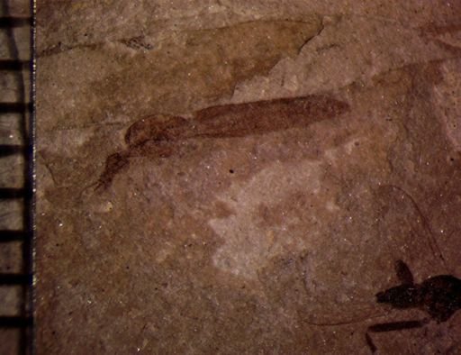 undet. Tipulidae