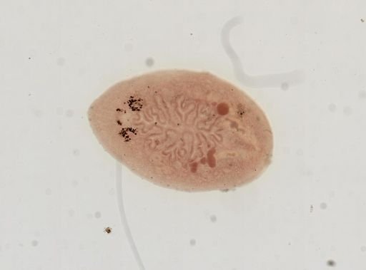Hoploplana inquilina