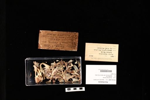 Perca flavescens