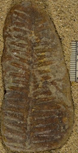 Pecopteris sp.