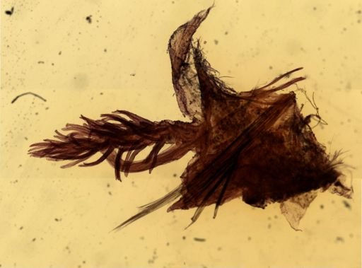 Diopatra