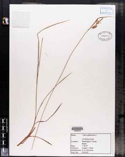 Carex pallescens