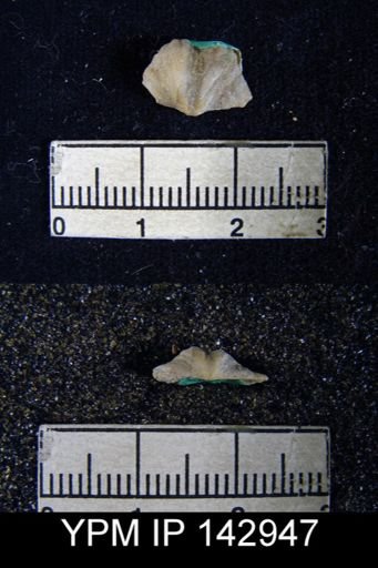 Chonetes (Waagenites) deplanata