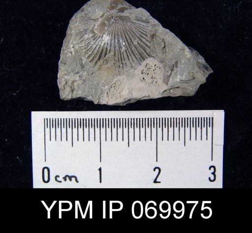 Dinorthis carletona