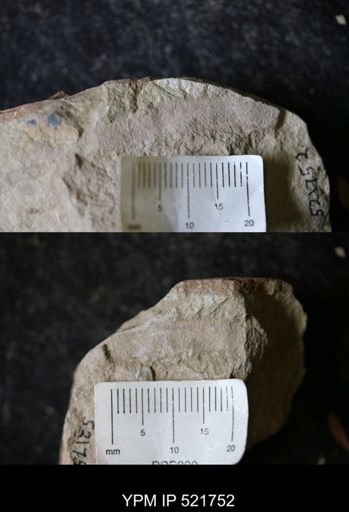 undet. Annelida