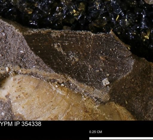 undet. Bivalvia