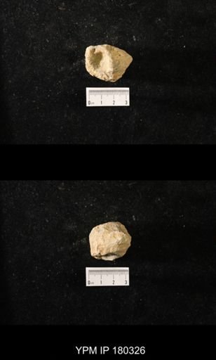 Anthaspidella sp.